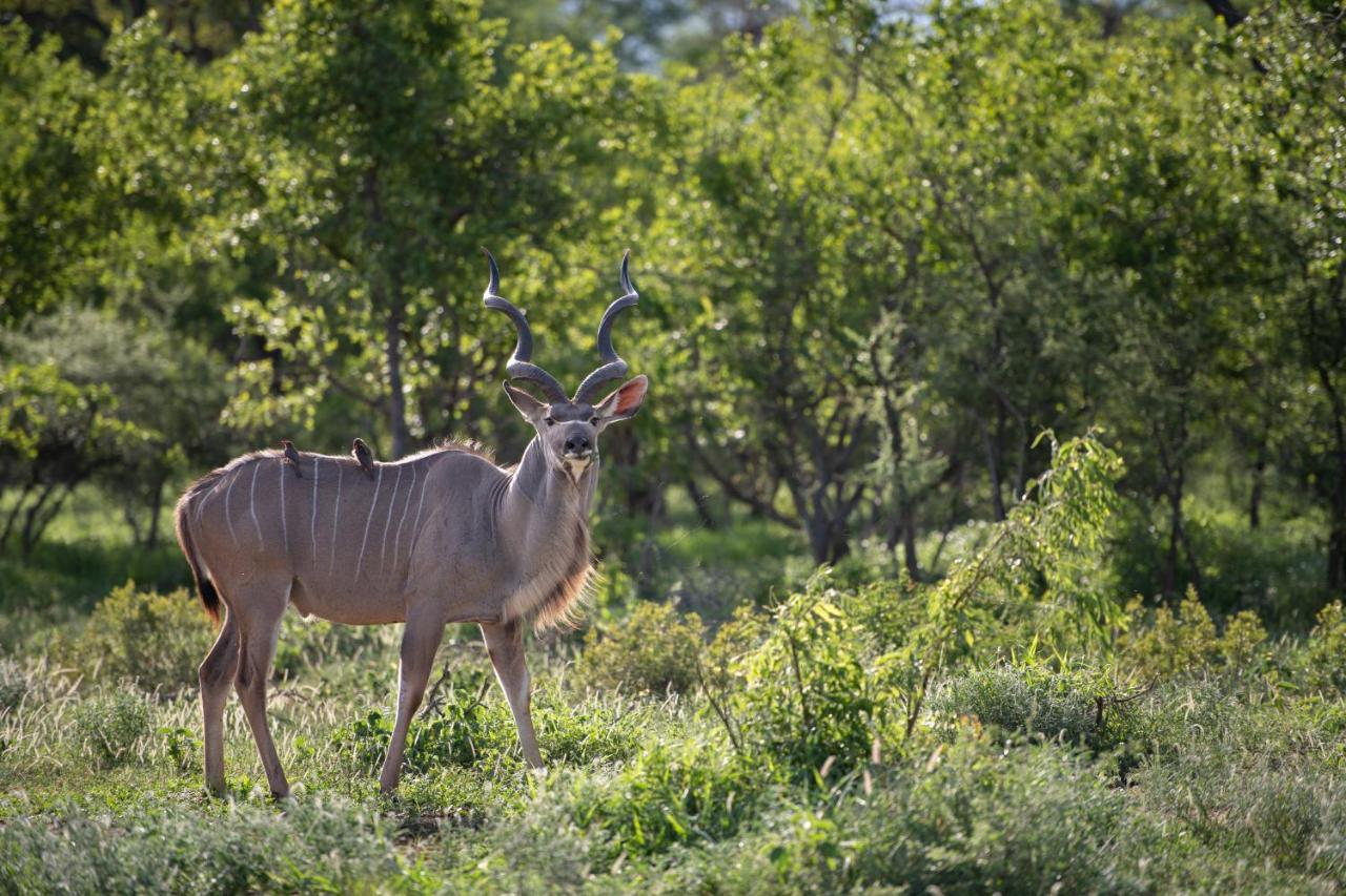 Twiga Travel Villa Hoedspruit Exteriör bild